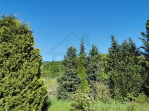 IMG_20250513_175933_1